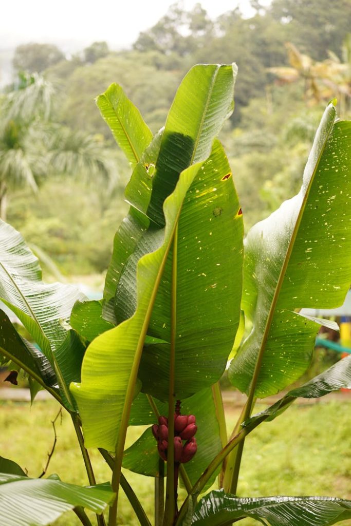 Green Leaves of a Banana Tree